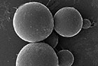 Microscopic view of circular bacteria