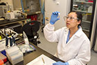 Lab scientist looking at a petri dish