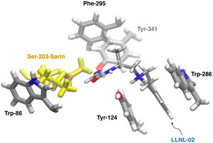 This image shows the enzyme acetylcholinesterase containing a Serine 203 amino acid adducted to sarin (Ser-203- Sarin), a deadly nerve agent. When the small molecule LLNL-02 binds to acetylcholinesterase, the adducted sarin is clipped off the enzyme. This action reverses the effects of the nerve agent and restores proper functioning of acetylcholinesterase—potentially saving a person’s life.
