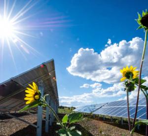 Solar panels and sunflowers.